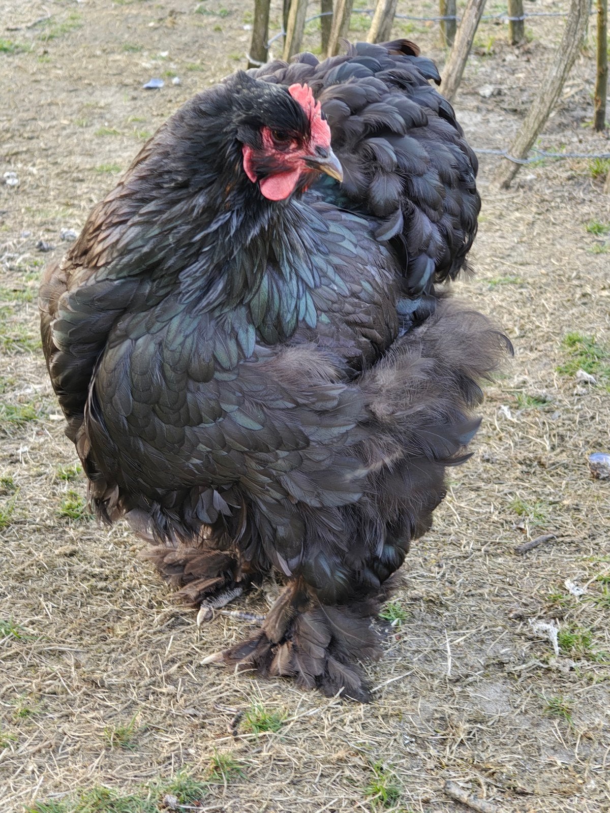 Cochin groothoender zwart en choco, Dieren en Toebehoren, Pluimvee, Meerdere dieren, Kip