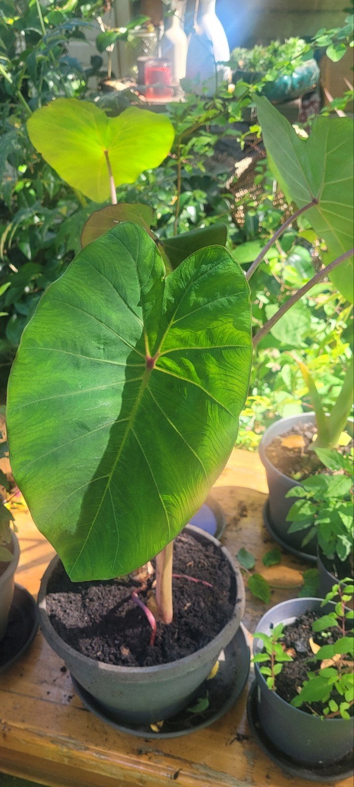 Olifantsoor (Colocasia esculenta), Ophalen, Herfst, Overige soorten, Halfschaduw