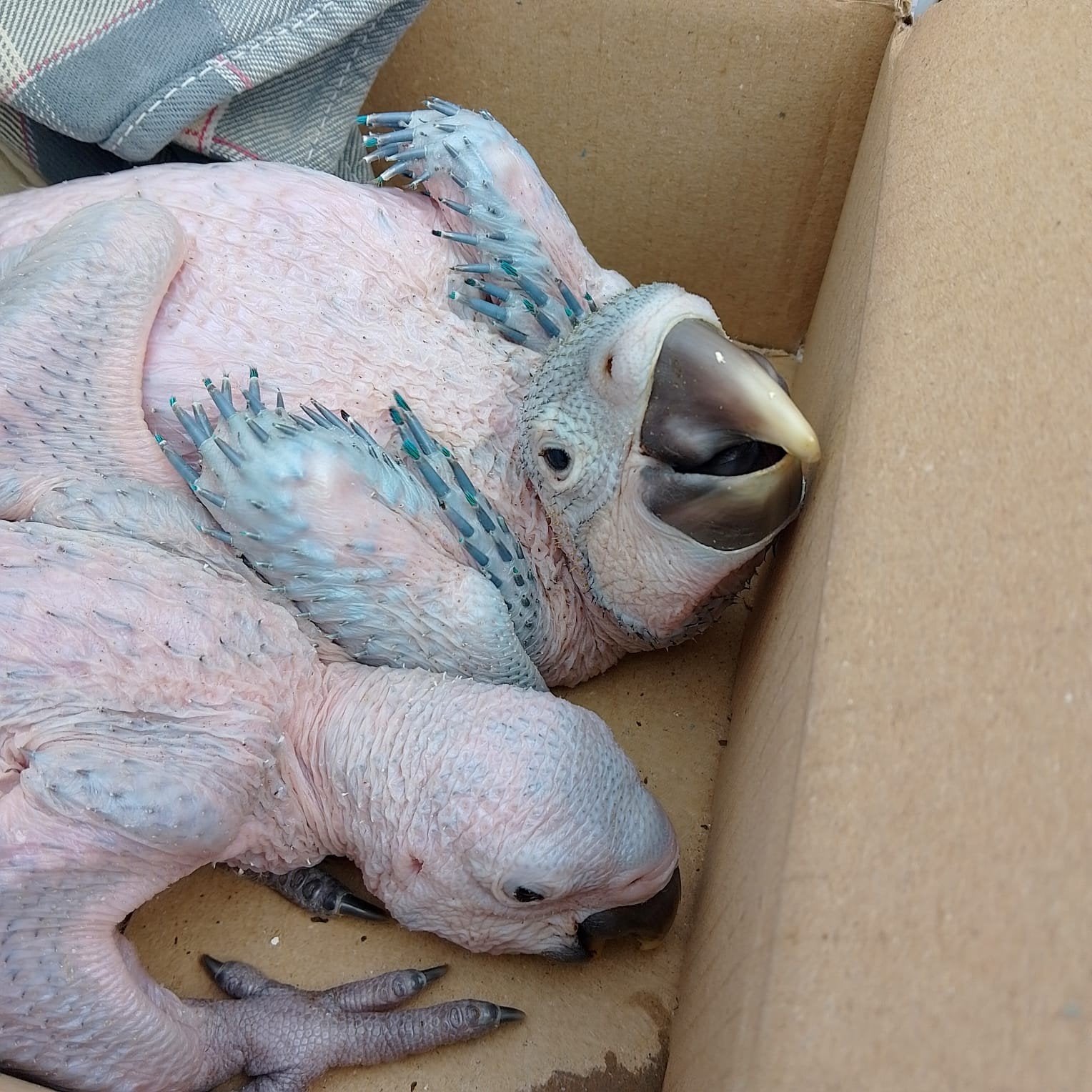 twee blauw//gele ara jongen, Dieren en Toebehoren, Vogels | Parkieten en Papegaaien, Meerdere dieren, Papegaai