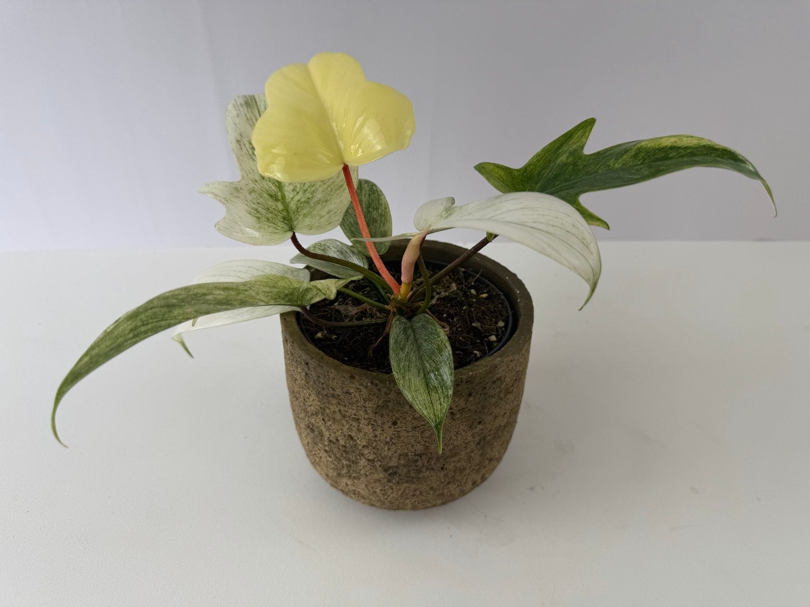 Philodendron Florida Ghost p12, Huis en Inrichting, Kamerplanten, Ophalen of Verzenden