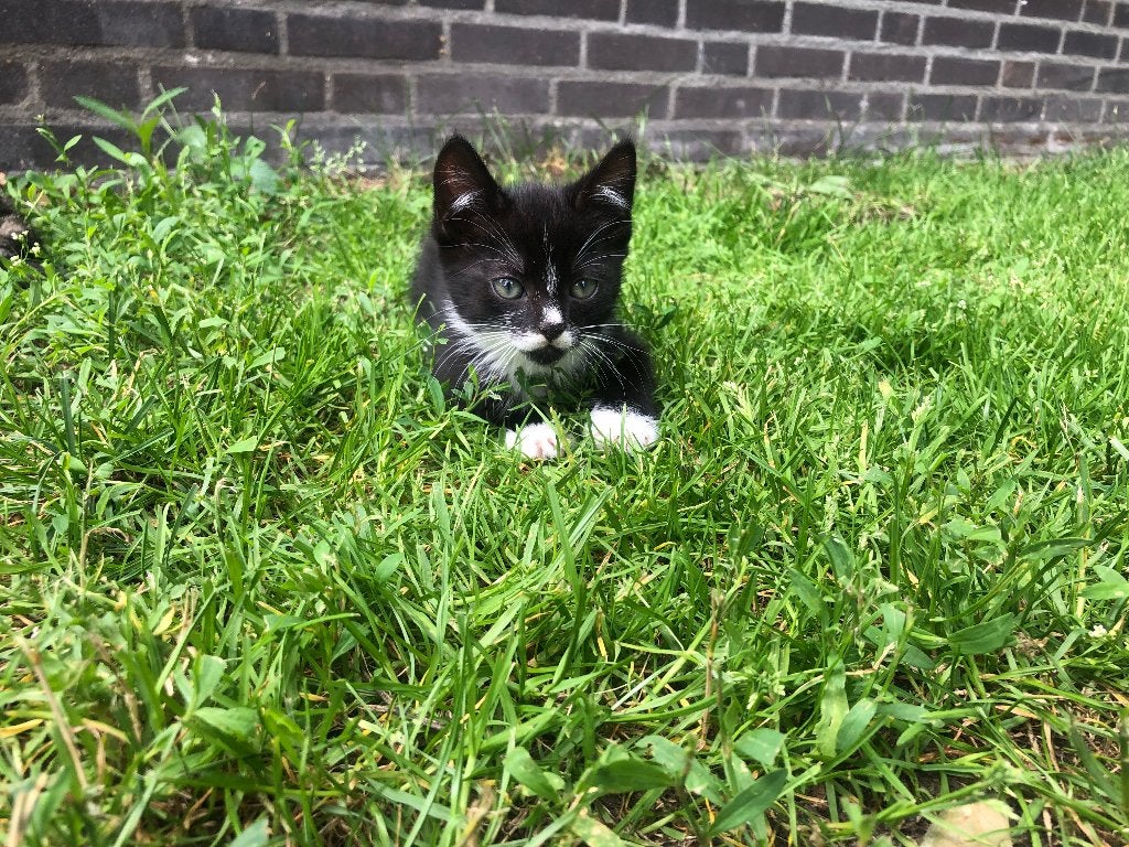 Kittens, Dieren en Toebehoren, Meerdere dieren, Ontwormd, 0 tot 2 jaar