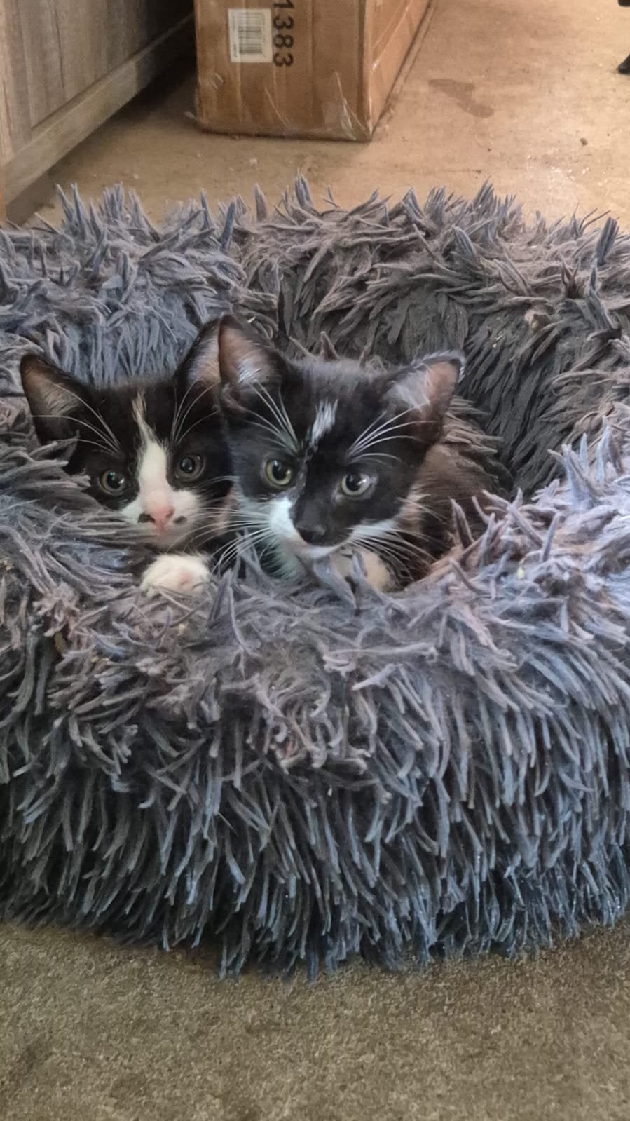 Boerderijkittens te koop!, Meerdere dieren