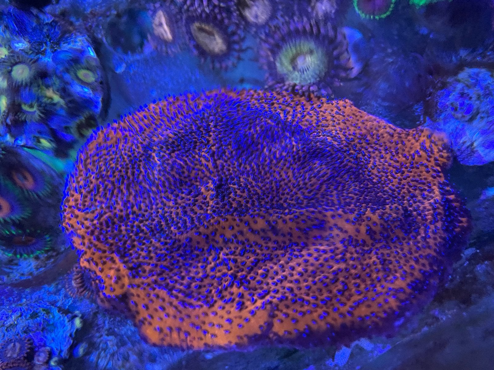 Tekoop, Dieren en Toebehoren, Vissen | Aquariumvissen, Vis
