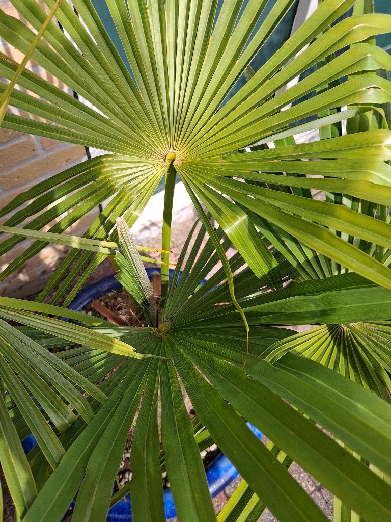 Palmboom in pot/ Trachycarpus Wagnerianus, Tuin en Terras, Planten | Tuinplanten, Volle zon, Vaste plant, Bloeit niet, Ophalen