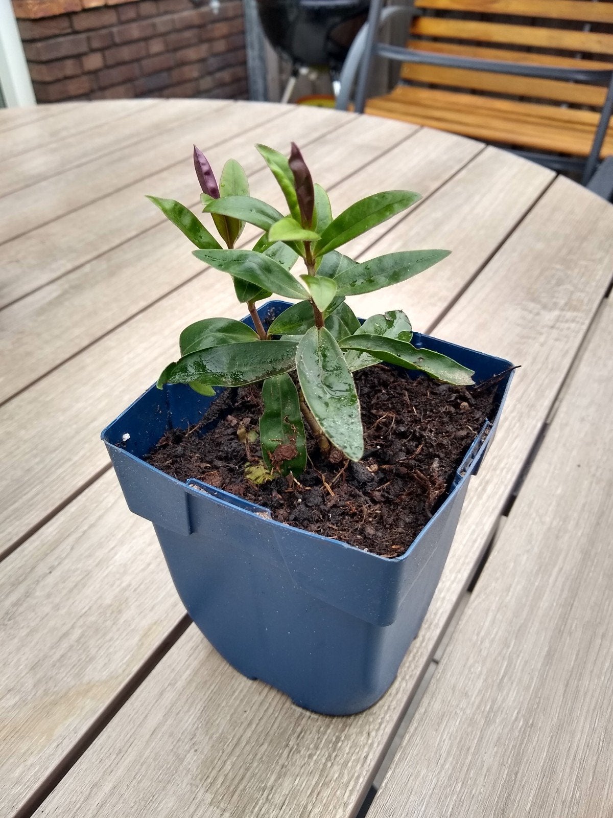 Struikveronica Hebe Blue Clouds potmaat 10 cm, Tuin en Terras, Ophalen of Verzenden