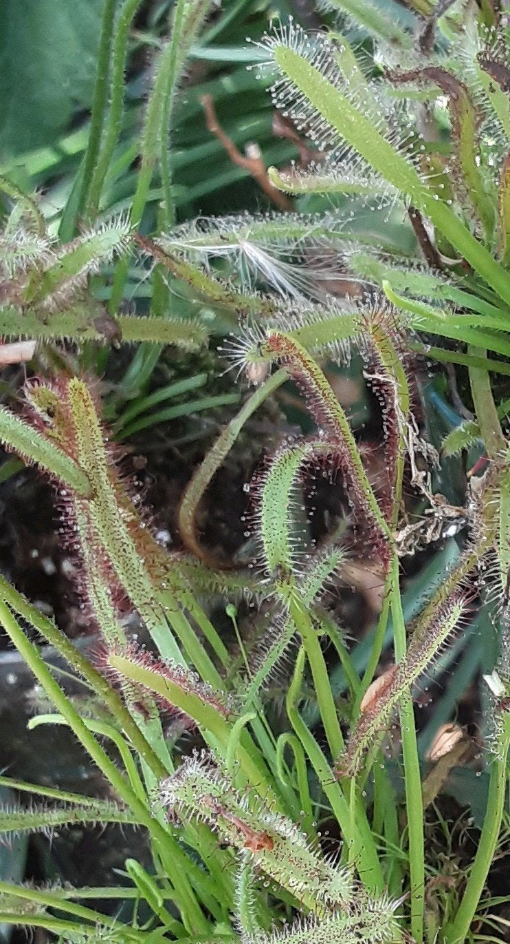 Zonnedauw (Drosera capensis), Ophalen of Verzenden, Zomer, Overige soorten