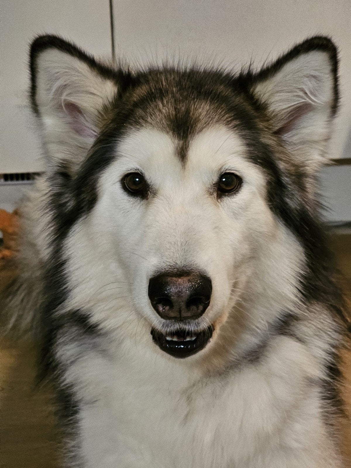 Alaskan Malamute., Dieren en Toebehoren, Honden | Poolhonden, Keeshonden en Oertypen, Particulier, Buitenland, Teef, Poolhond