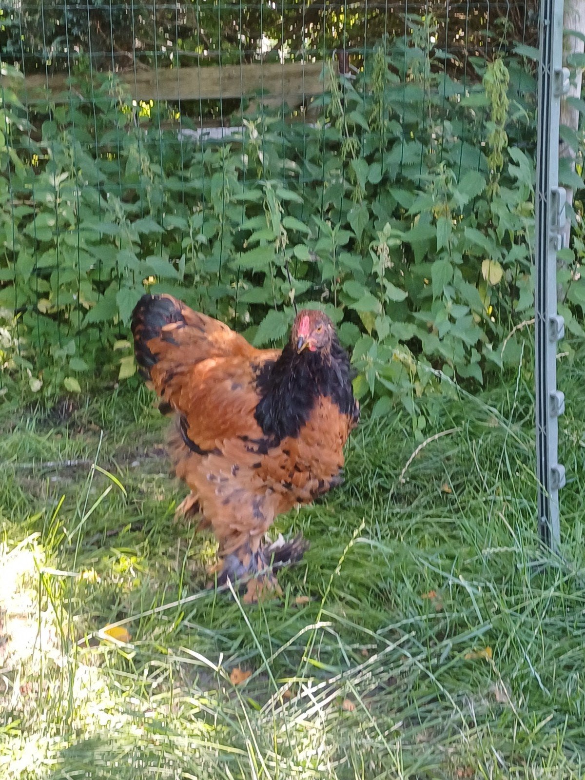 Mooie jonge Brahma haan groothoender, Dieren en Toebehoren, Pluimvee, Mannelijk, Kip