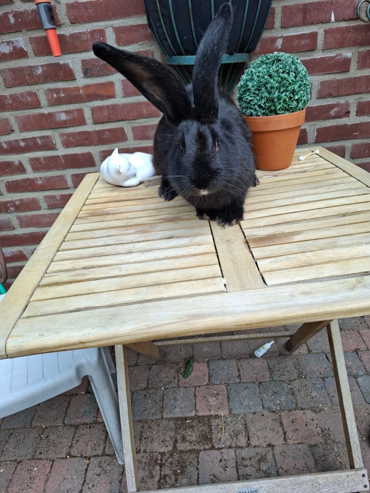vlaamse reus ram, Dieren en Toebehoren
