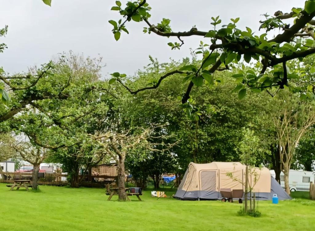 Bardani Royal Prestige tent - 310 RSC, Caravans en Kamperen, Tenten, Ophalen, Zo goed als nieuw, Tot en met 4