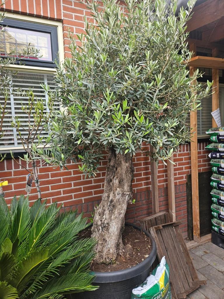 Mega grote olijfboom: ruim 300cm hoog stamdikte 165cm!, Volle zon, Ophalen of Verzenden, 100 tot 250 cm, Olijfboom