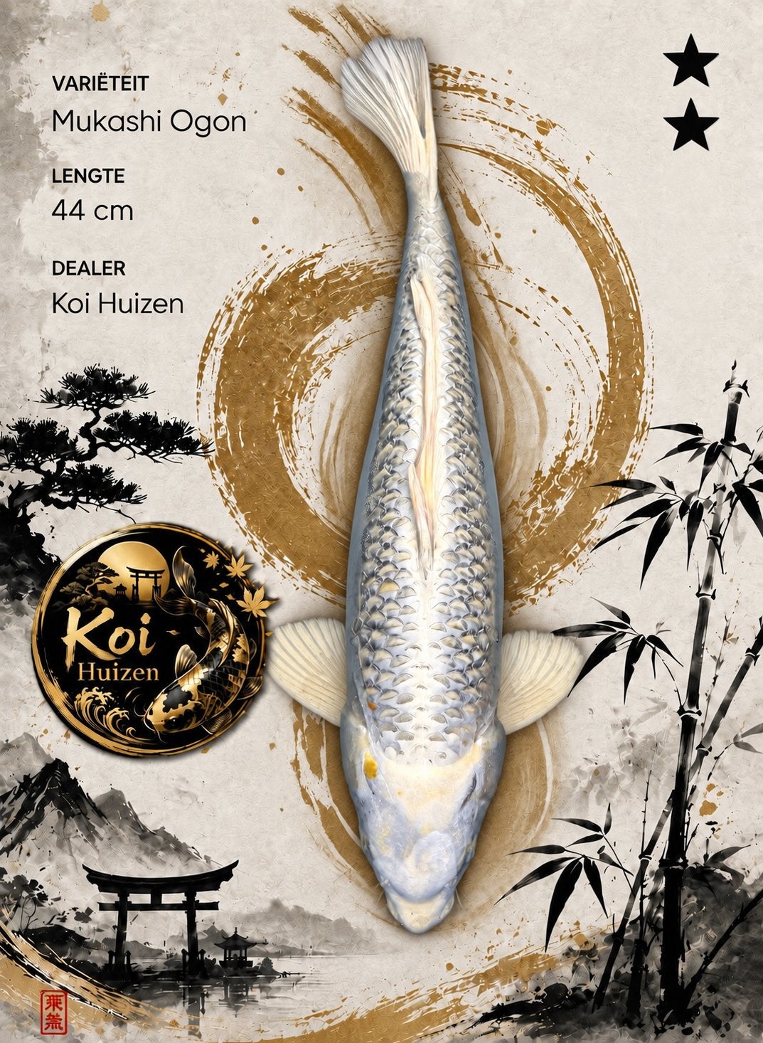 Mukashi Ogon koi 44cm, Karper of Koi