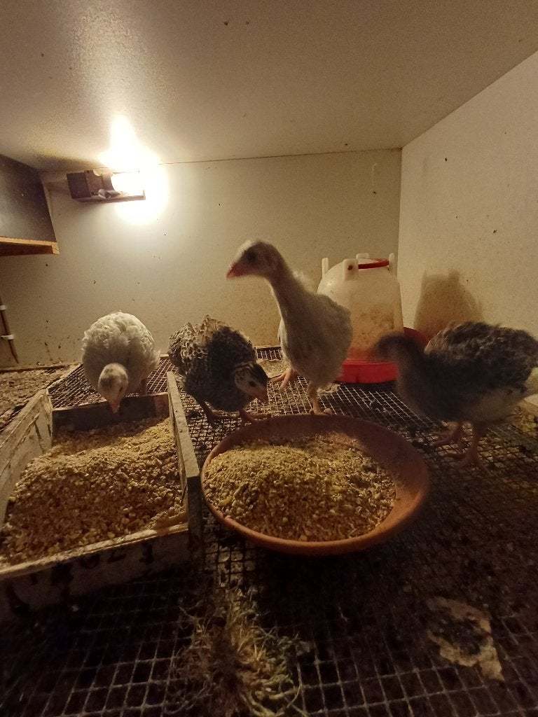 Parelhoen kuikens, Dieren en Toebehoren, Pluimvee, Meerdere dieren, Overige soorten
