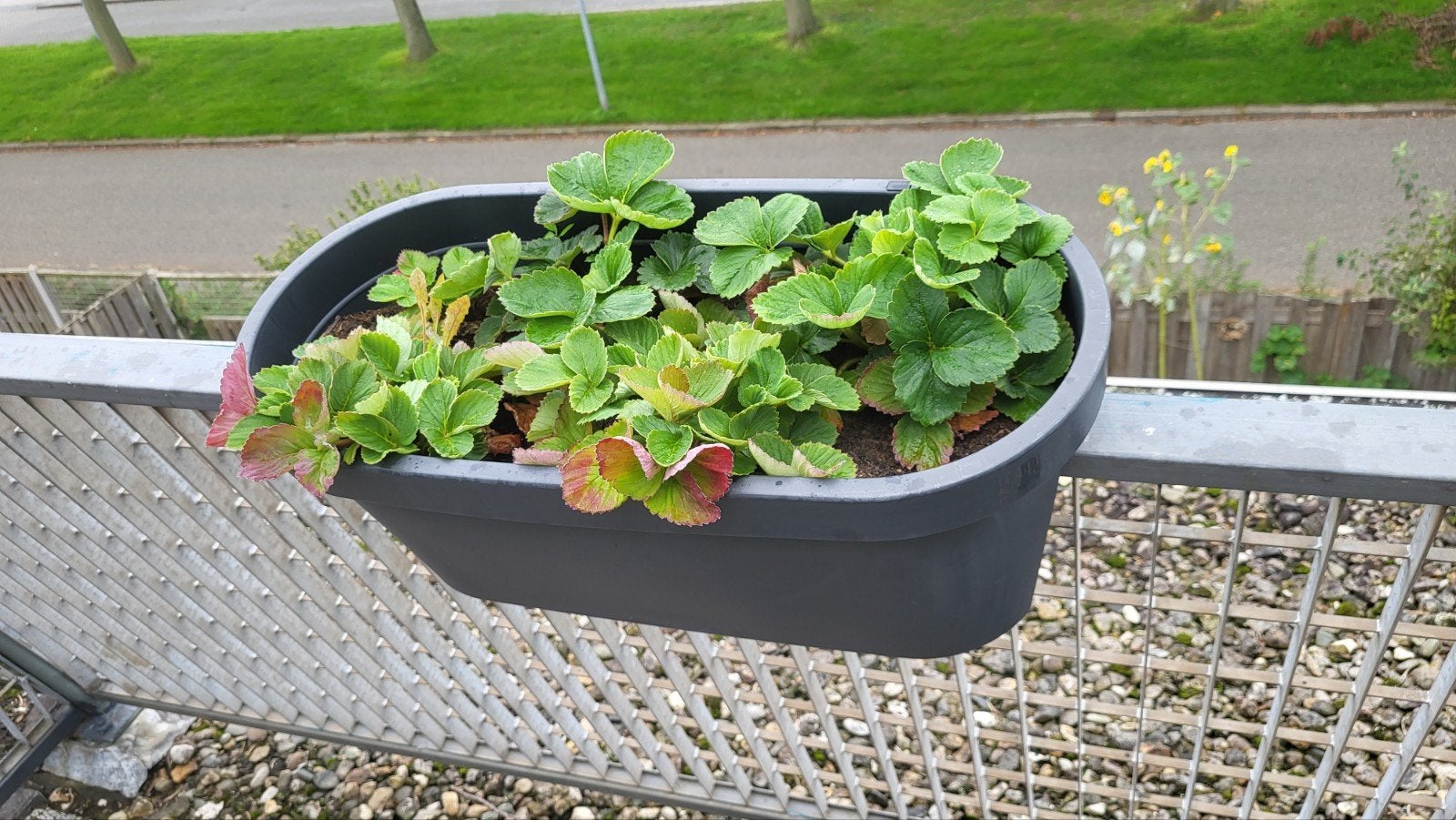3x Balkon bloembakken met aardbeienplantjes, Ophalen, Kunststof, Gebruikt, Minder dan 30 cm
