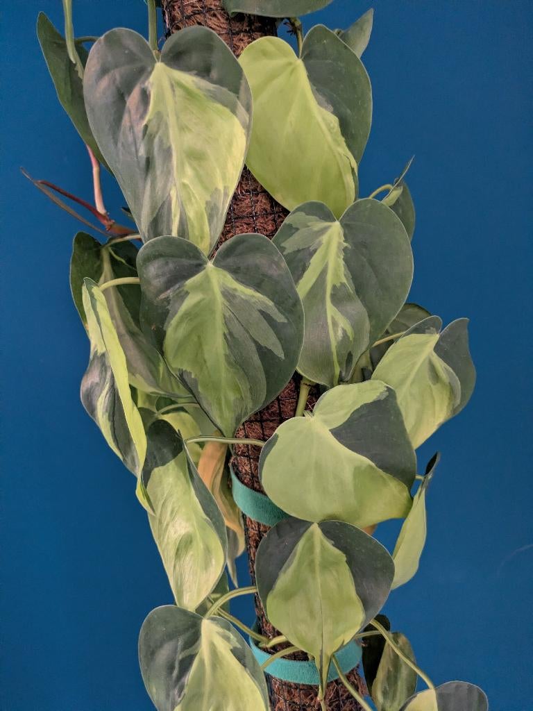Voordeelpakket Epipremnum stekken, Huis en Inrichting, Kamerplanten, Ophalen of Verzenden, Halfschaduw, Minder dan 100 cm