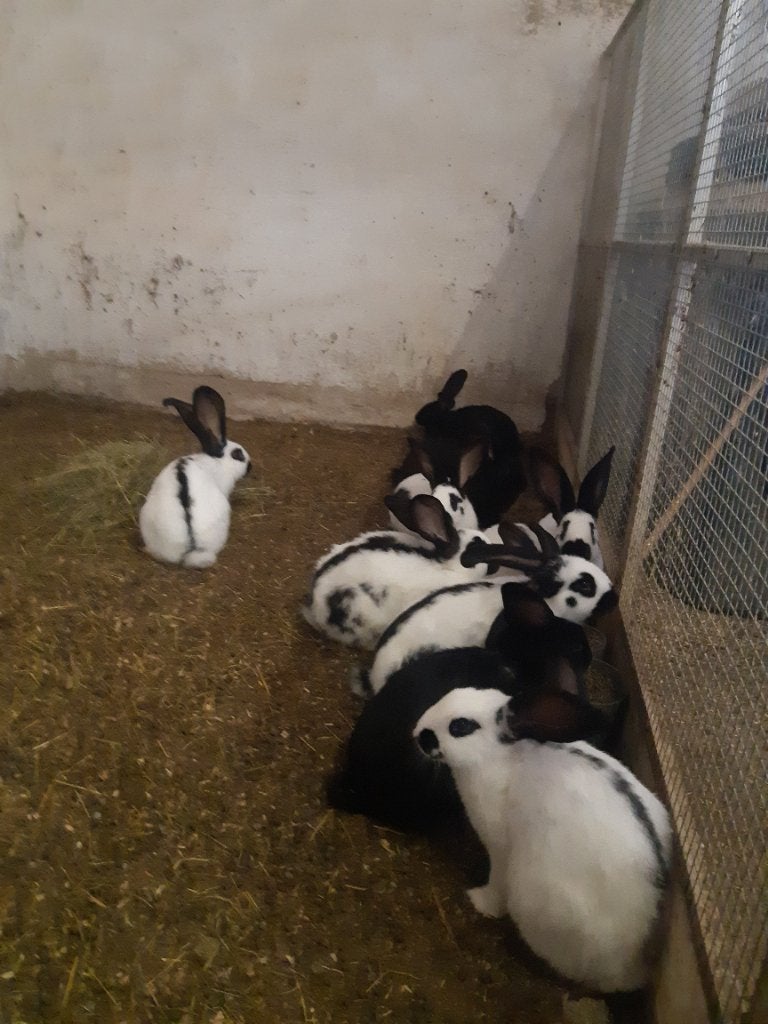 Vlees konijnen, Dieren en Toebehoren, Konijnen, Meerdere dieren, Groot