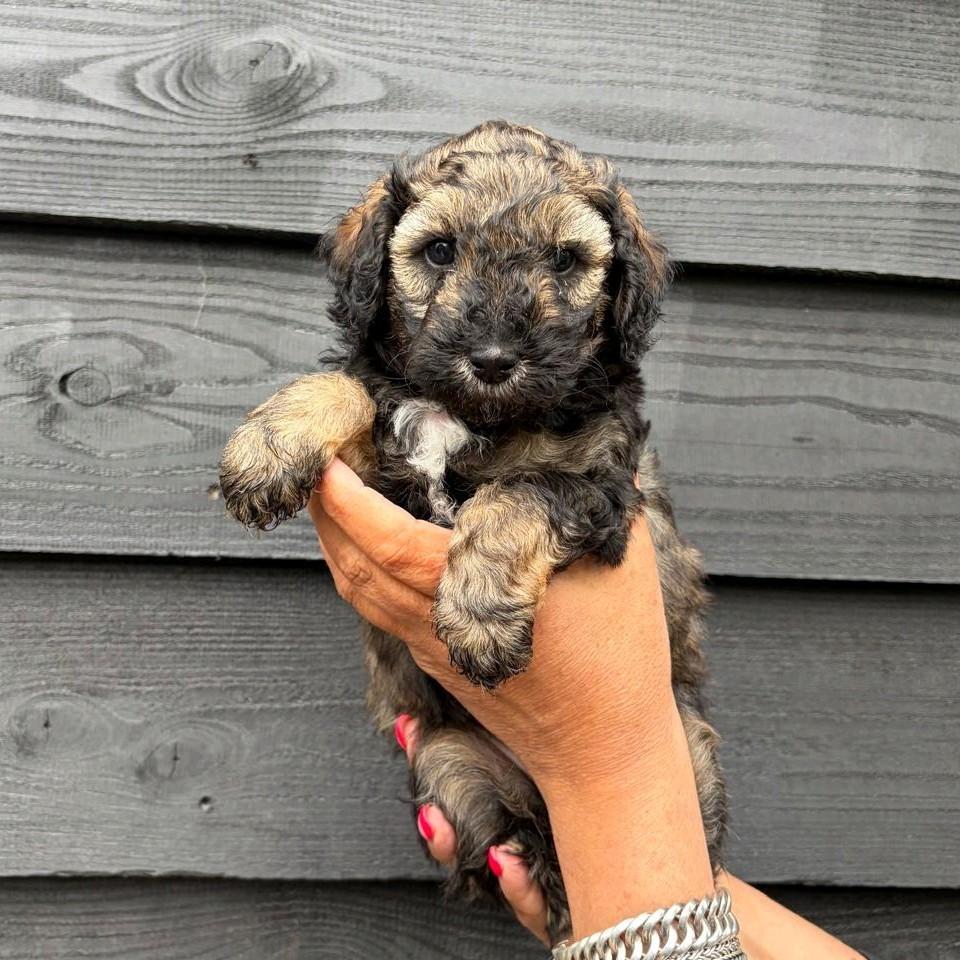 Prachtige labradoodle pups, 3 reutjes beschikbaar, Dieren en Toebehoren, Honden | Retrievers, Spaniëls en Waterhonden, Parvo, 8 tot 15 weken