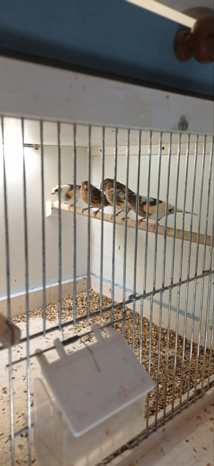 4 jonge kanaries, Dieren en Toebehoren, Vogels | Kanaries, Meerdere dieren, Kleurkanarie