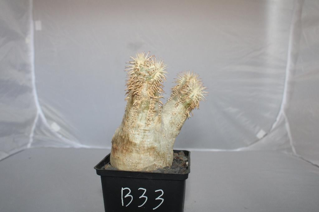 pachypodium eborneum, Huis en Inrichting, Vetplant, Ophalen of Verzenden, Minder dan 100 cm, Volle zon
