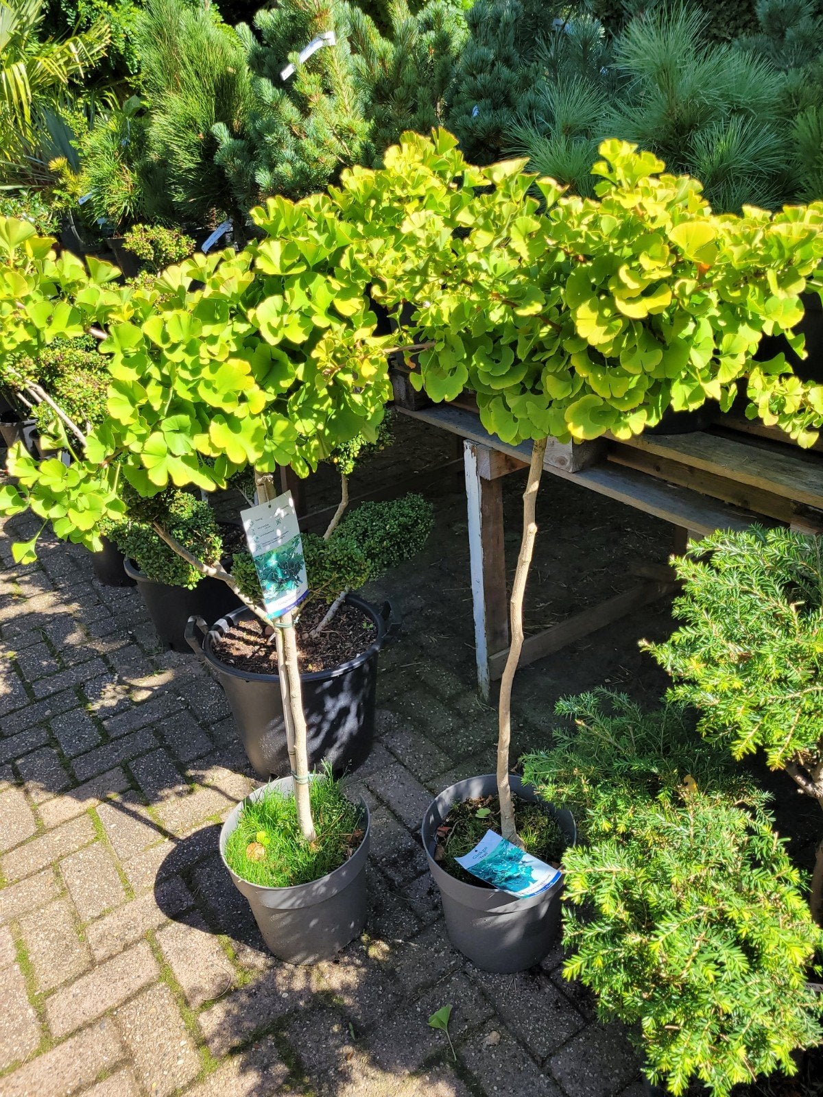 Ginkgo 'Troll' - Dwerg Japanse Notenboom, Volle zon, Vaste plant, Bloeit niet, Ophalen