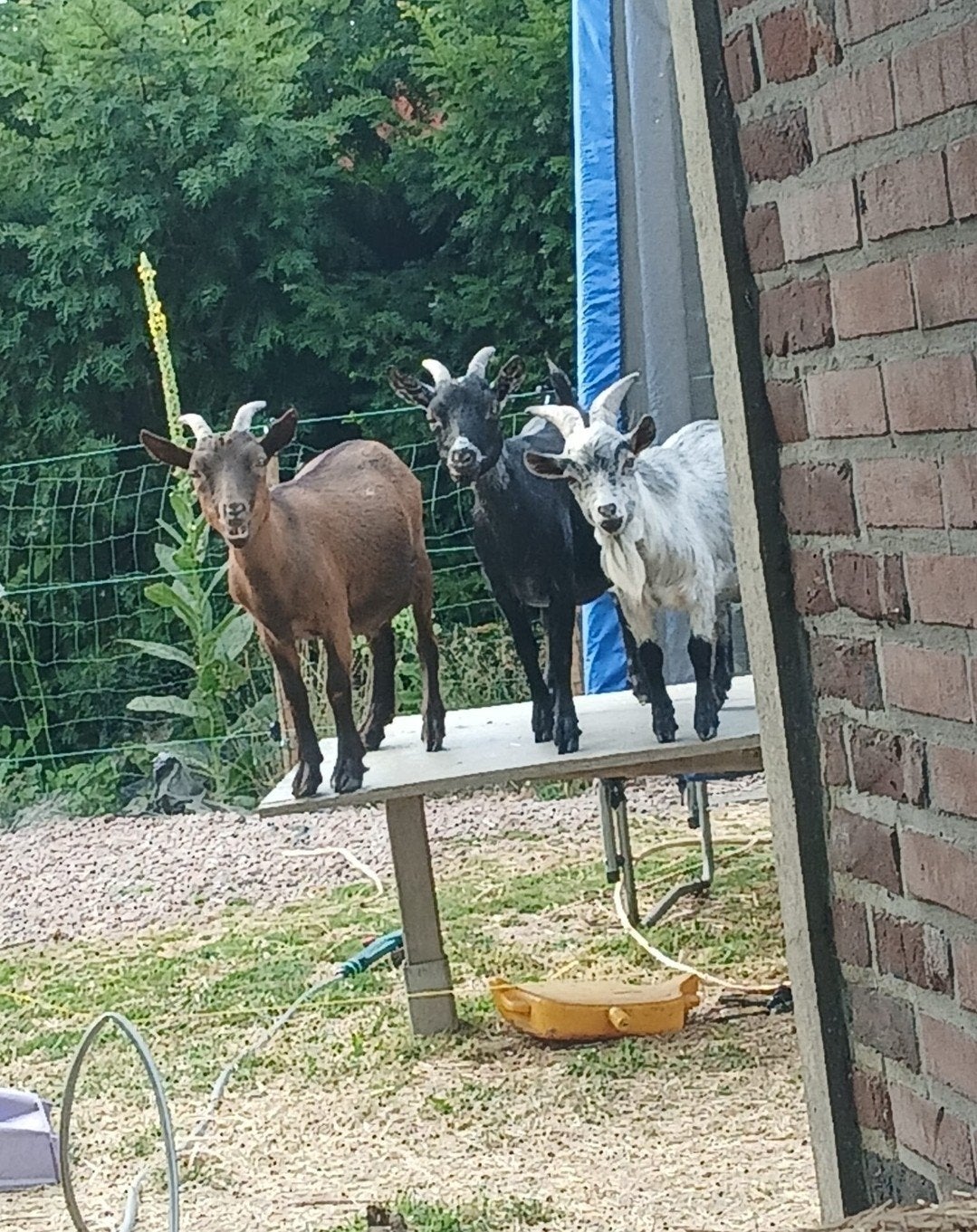 3 geitjes  2 bokjes 1 vrouwtje, Dieren en Toebehoren, Schapen, Geiten en Varkens, Meerdere dieren, Geit