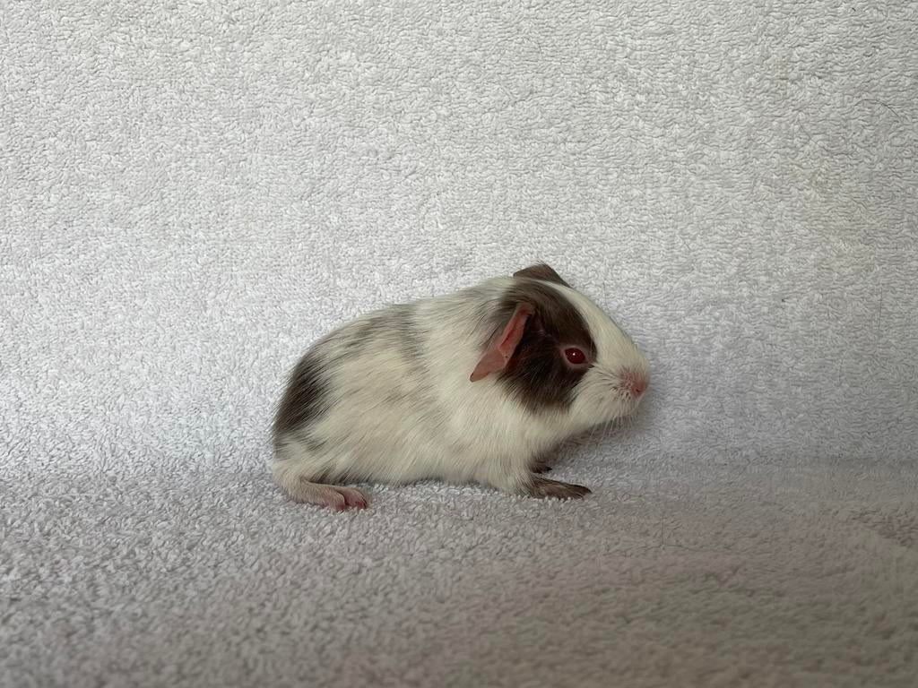 Lilac dalmatiner gladhaar cavia beertje, Dieren en Toebehoren, Knaagdieren, Mannelijk, Cavia, Maart
