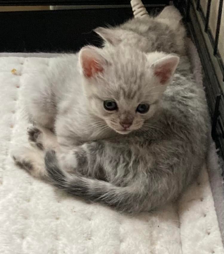 Prachtige Silver Bengaal kittens, Dieren en Toebehoren, Meerdere dieren, Ontwormd, 0 tot 2 jaar