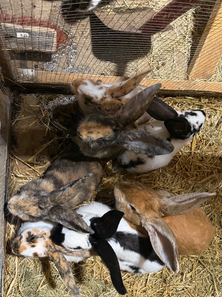 konijntjes, Dieren en Toebehoren, Meerdere dieren, Groot, 0 tot 2 jaar