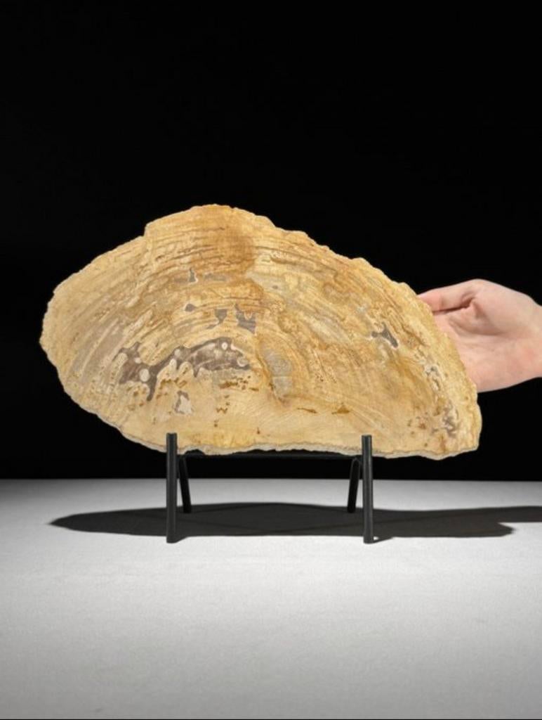 Gefossiliseerd hout van Sooka, custom made standaard (nieuw), Verzenden, 20 - 50 cm, Op sokkel, Beeld