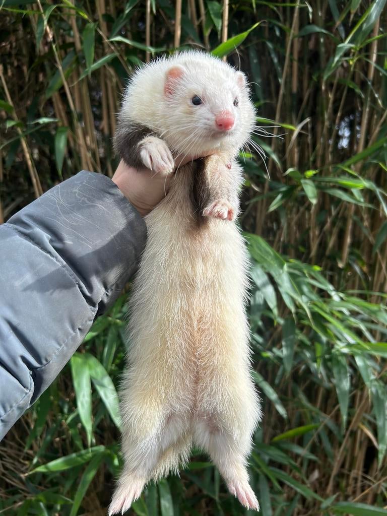 Fret, Dieren en Toebehoren, Overige Dieren, Vrouwelijk, Mei