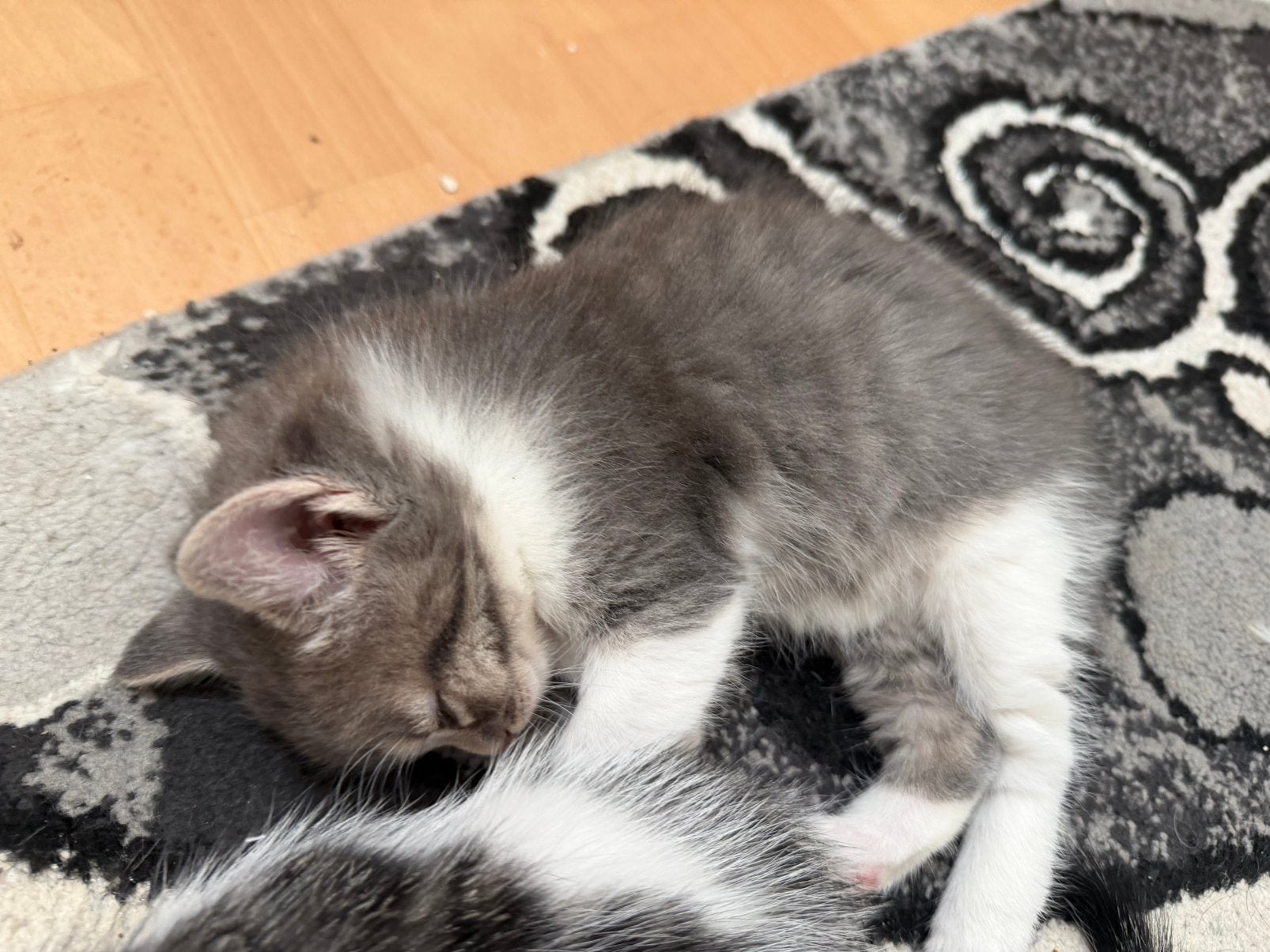 Schattige kittens te koop, Dieren en Toebehoren