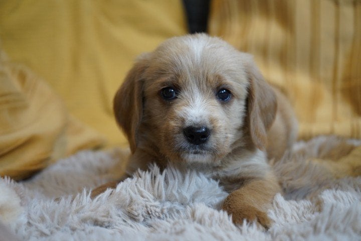 Mooie kruising labradoodle pups., Dieren en Toebehoren, Honden | Chihuahua's en Gezelschapshonden, Nederland, Parvo, Overige rassen