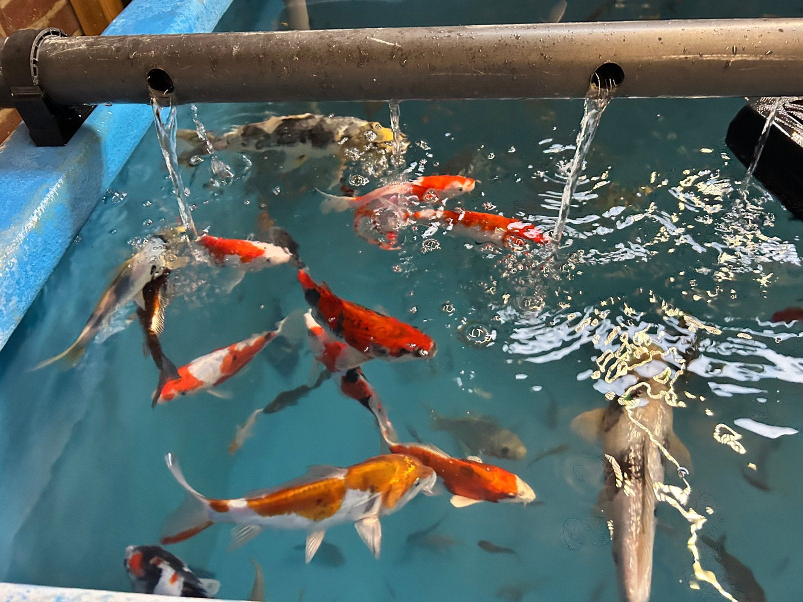 HQ japanse Tosai koi karpers, Karper of Koi