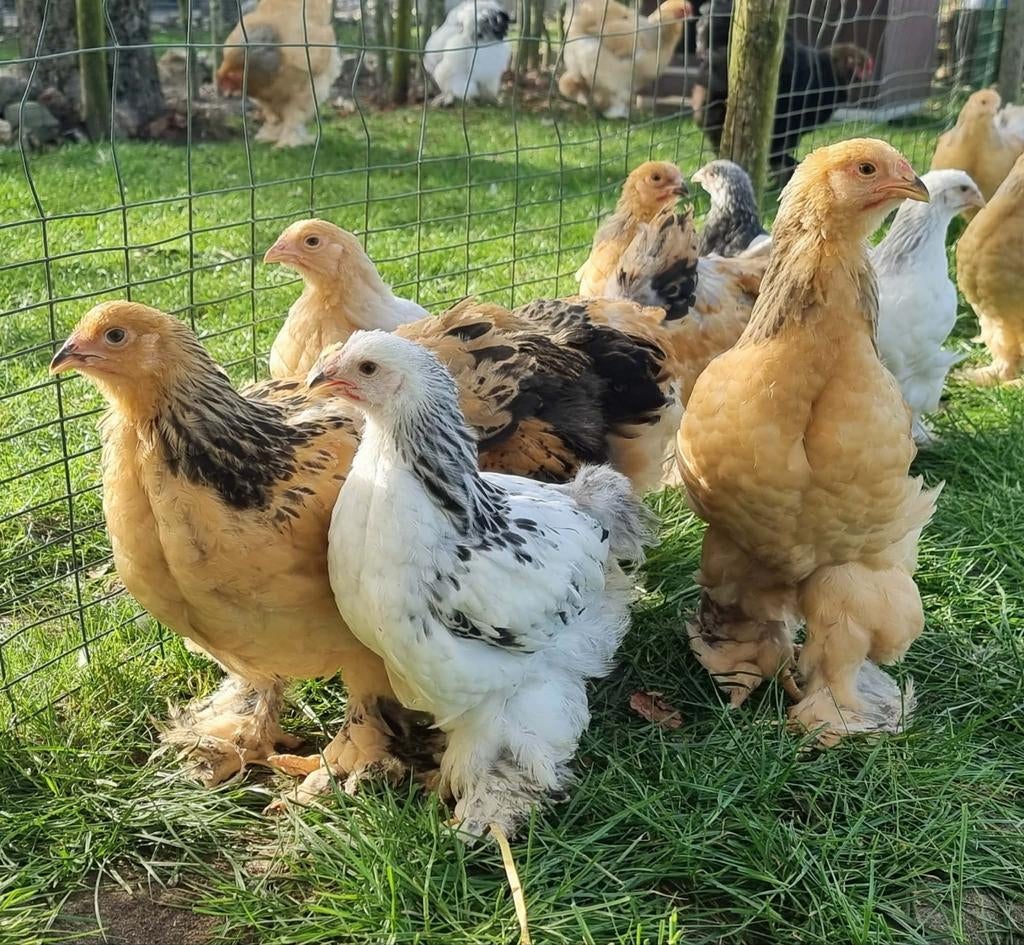 Hennen groothoender brahma kuikens verschillende leeftijden, Dieren en Toebehoren, Pluimvee, Vrouwelijk, Kip
