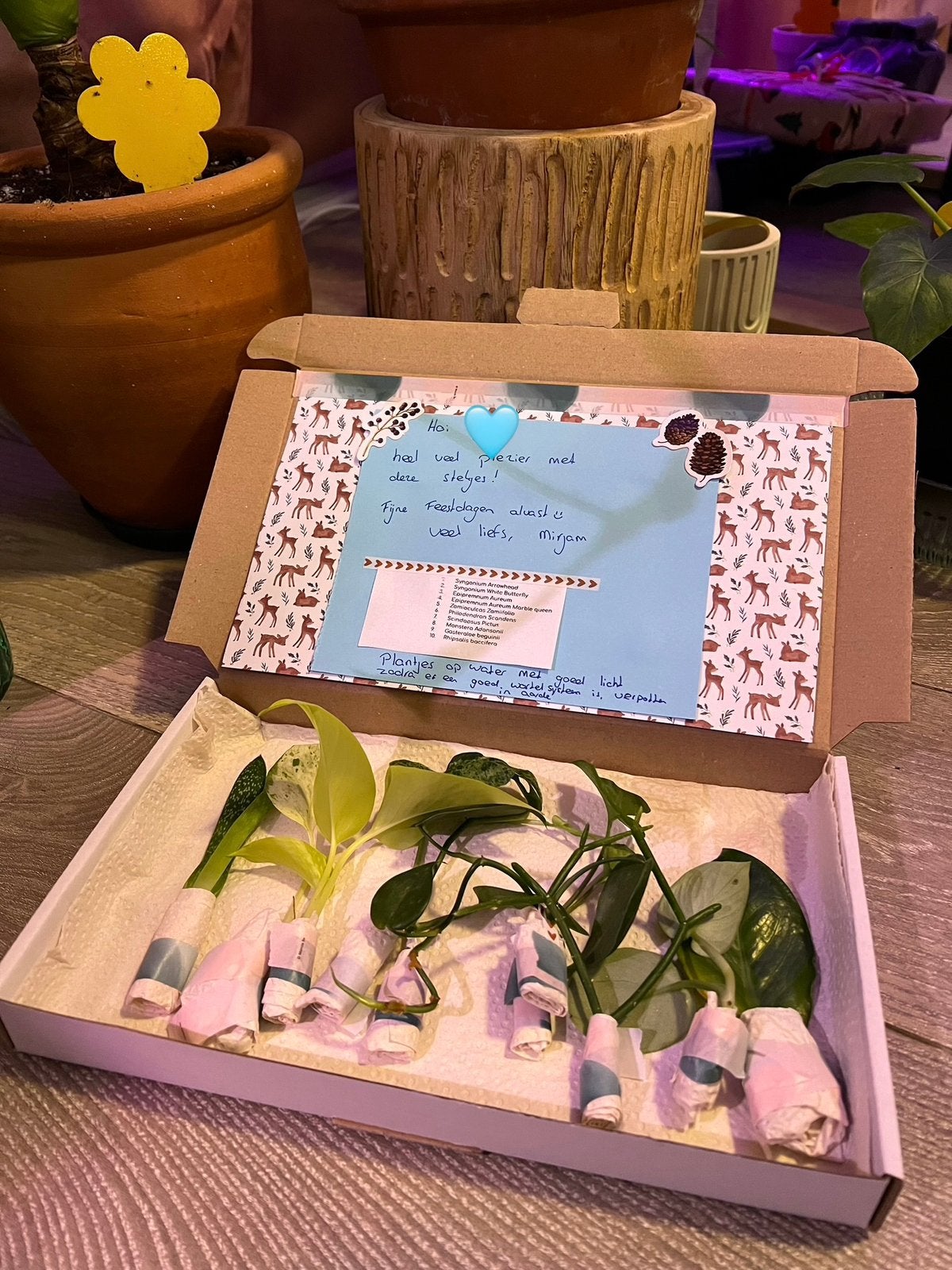 Plantjesbox – Stekjes voor elke gelegenheid!, Huis en Inrichting, Kamerplanten, Ophalen of Verzenden, Overige soorten, Halfschaduw