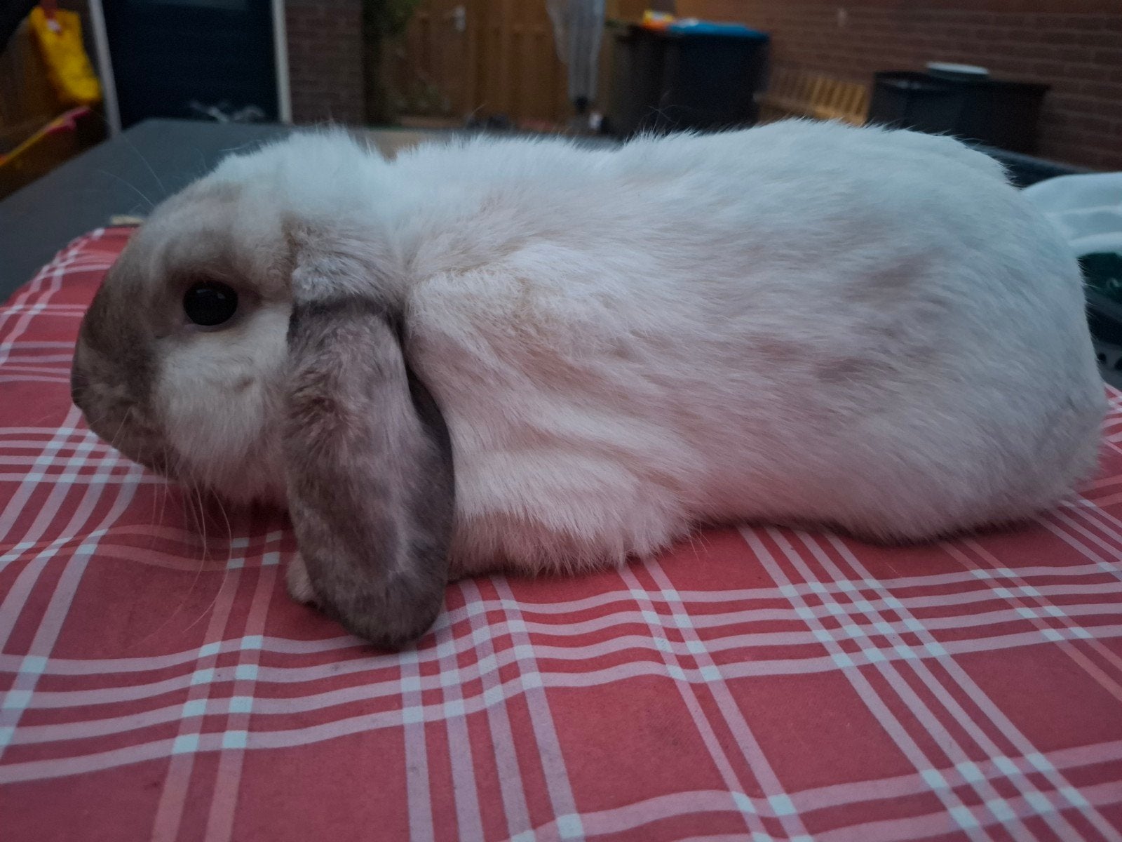 Mooie ram te koop, Dieren en Toebehoren, Mannelijk, Dwerg, Hangoor, 0 tot 2 jaar