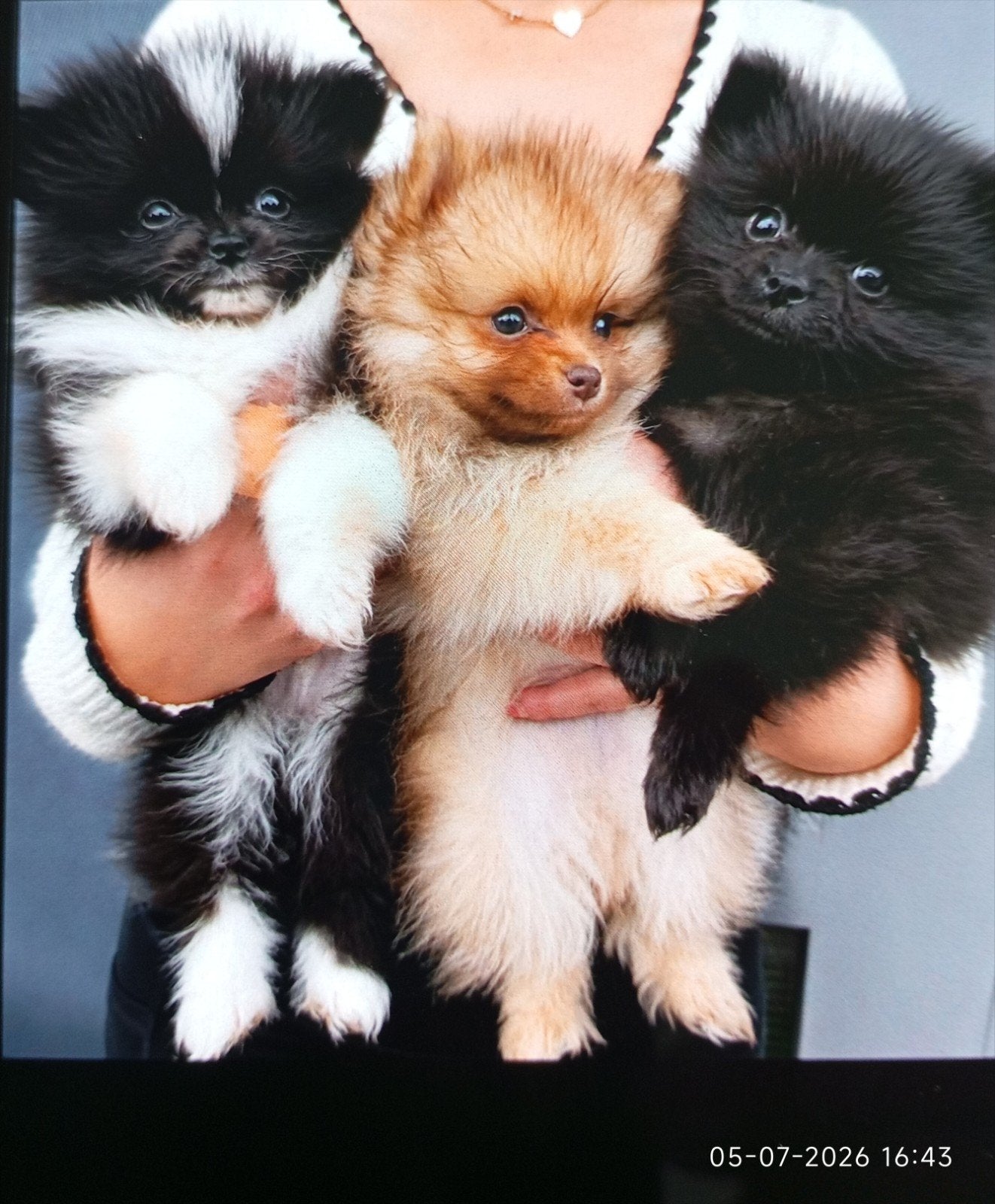 3x mooie raszuiver Pomeriaantjes mogen het nest verlate, Keeshond, Reu, 8 tot 15 weken, CDV (hondenziekte)