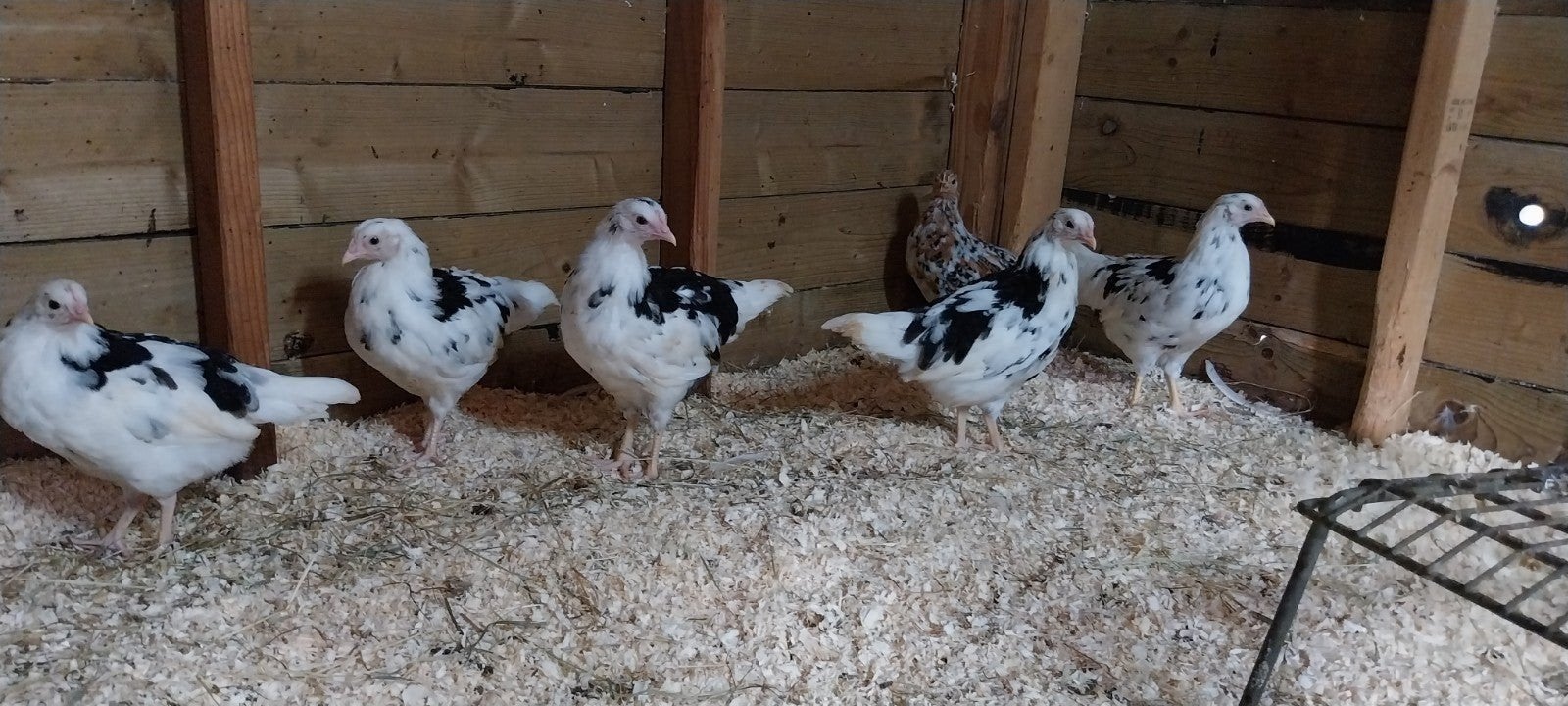 leghorn hennen te koop, Dieren en Toebehoren, Vrouwelijk, Kip