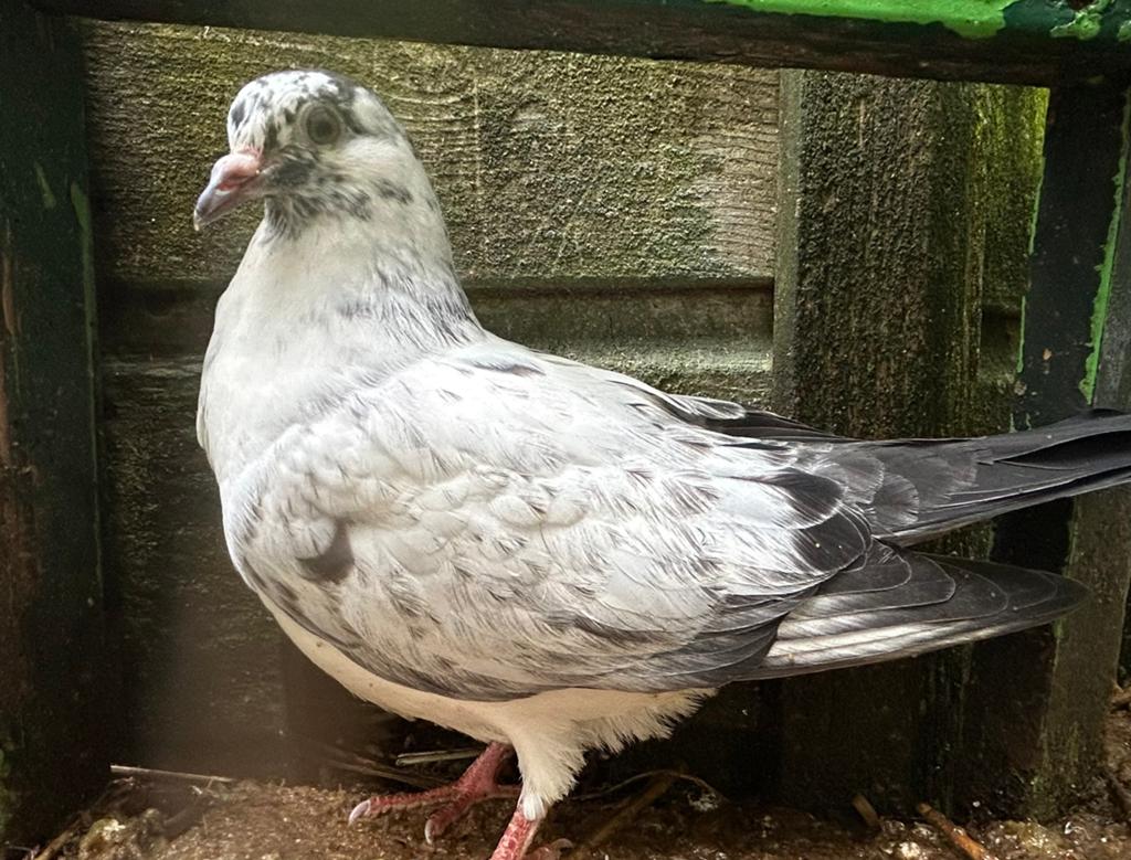 Jonge sierduiven, Meerdere dieren, Overige soorten