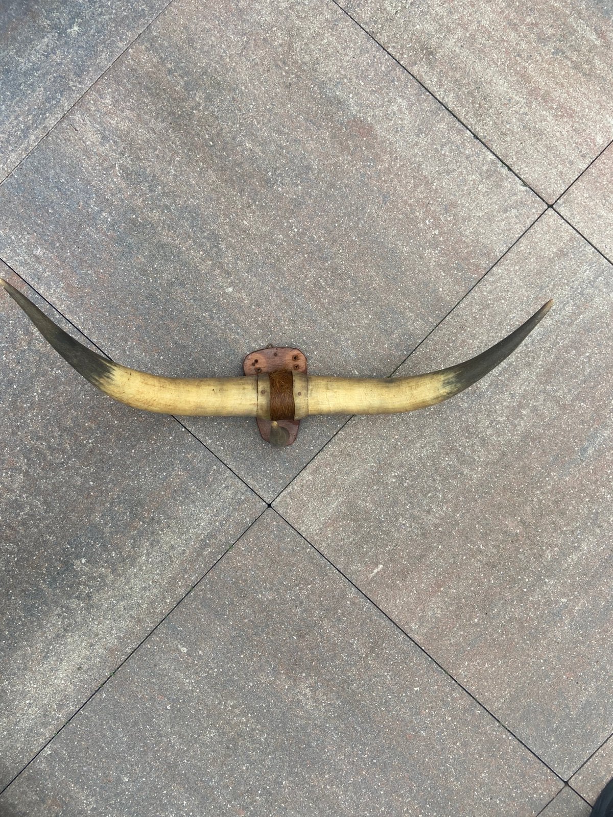 Koe/stier hoorns  decoratief, Ophalen of Verzenden, Zo goed als nieuw, Boerderijdier, Beeldje of Figuurtje