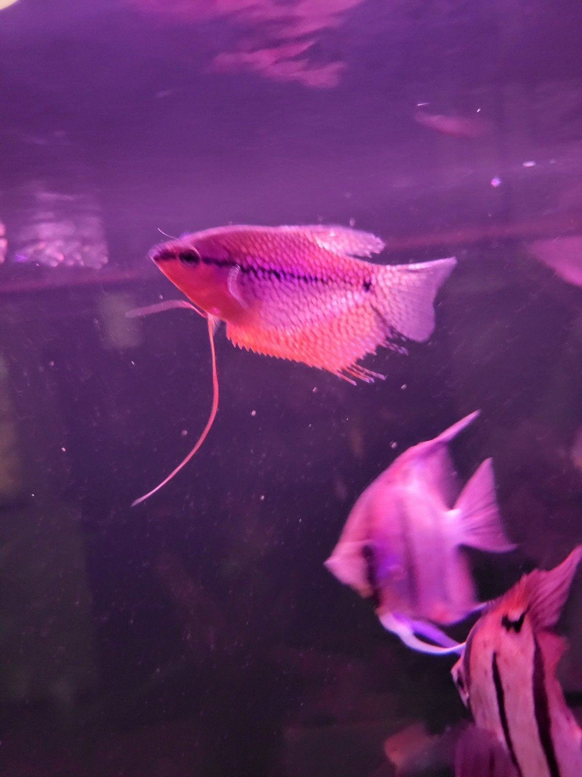 diamant gourami koppel trio, Dieren en Toebehoren, Vissen | Aquariumvissen, Vis
