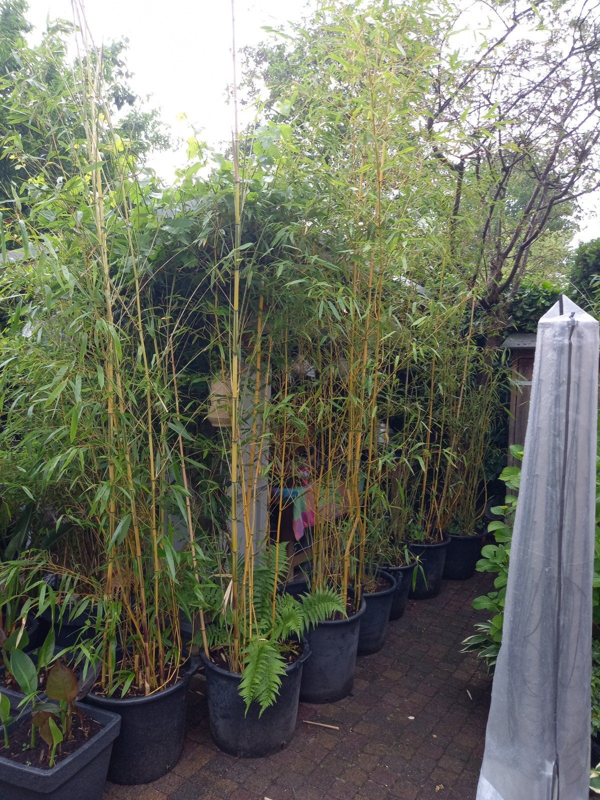 Bamboe in kuip, Tuin en Terras, Planten | Bomen, Ophalen, Bloeit niet, Volle zon, Overige soorten