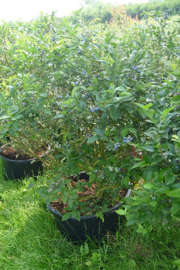 Blauwe bessen-Vaccinium corymbosum, Tuin en Terras, Ophalen, Vaste plant, Fruitplanten, Halfschaduw