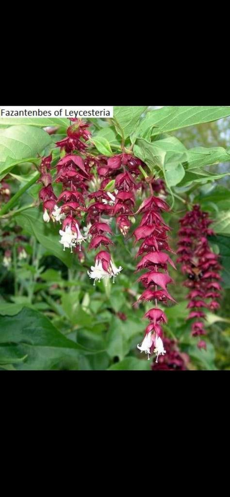 Te koop Fazantenbes Leycesteria formosa voedselbos, Ophalen, Minder dan 100 cm, Lente