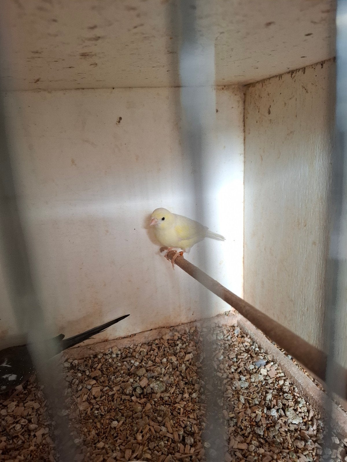 Broedrijpe waterslager pop, Dieren en Toebehoren, Vogels | Kanaries
