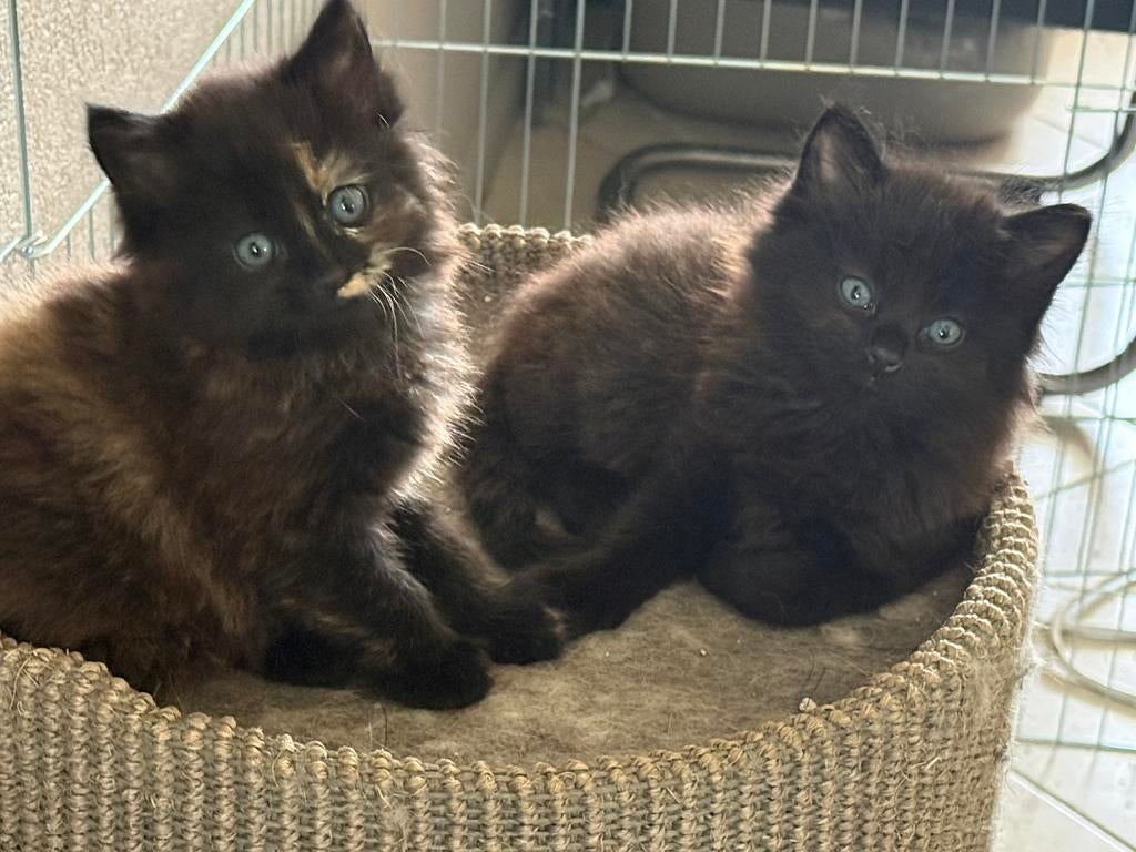 Kittens x maincoon, Dieren en Toebehoren, Katten en Kittens | Raskatten | Langhaar, Meerdere dieren, 0 tot 2 jaar, Ontwormd