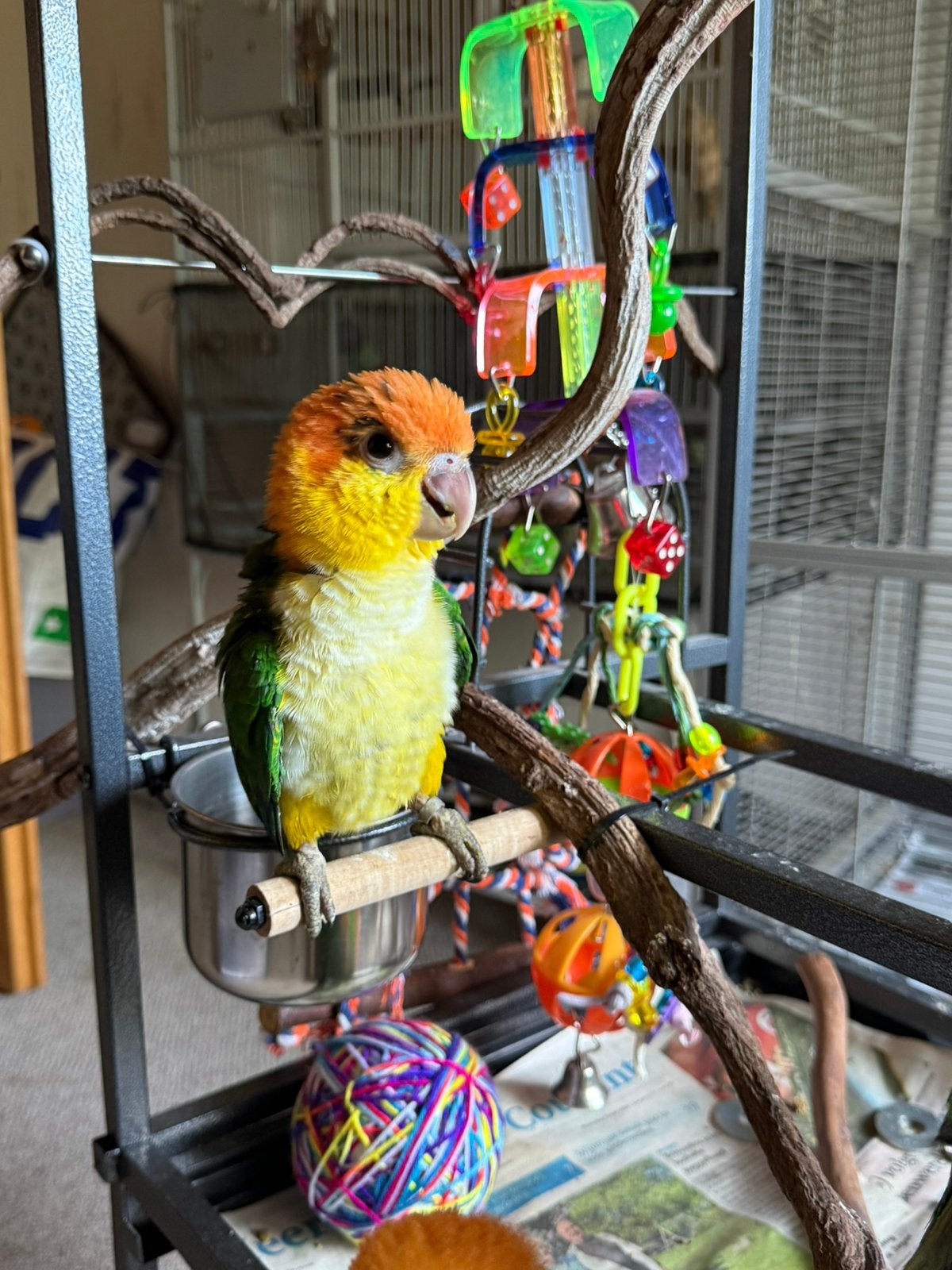Roestkop caique’s super lief, Papegaai, Tam