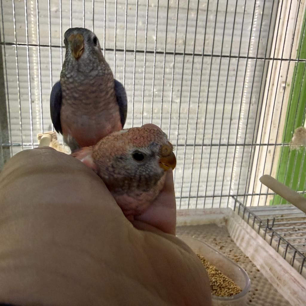 Bourkes parkiet babys, Dieren en Toebehoren, Vogels | Parkieten en Papegaaien, Geslacht onbekend, Parkiet, Geringd
