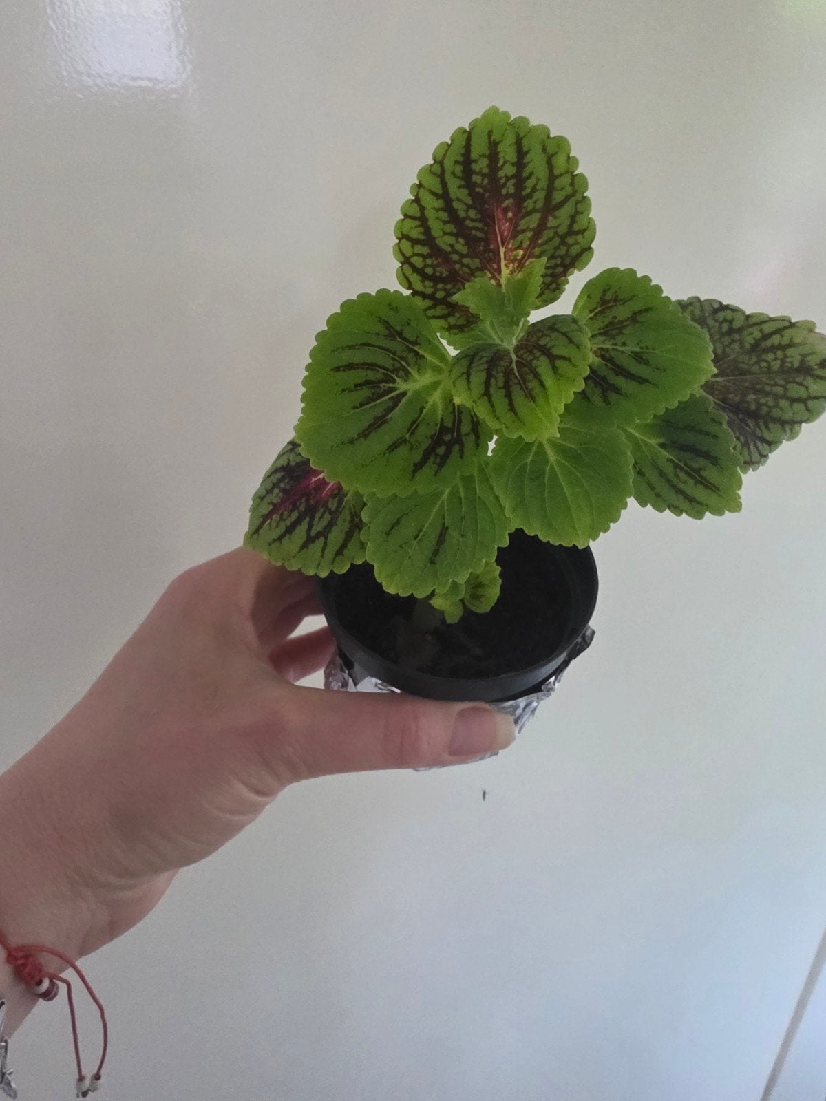 Mooie plant met opvallende bladeren, Tuin en Terras, Planten | Tuinplanten, Eenjarig, Bloeit niet, Halfschaduw, Ophalen