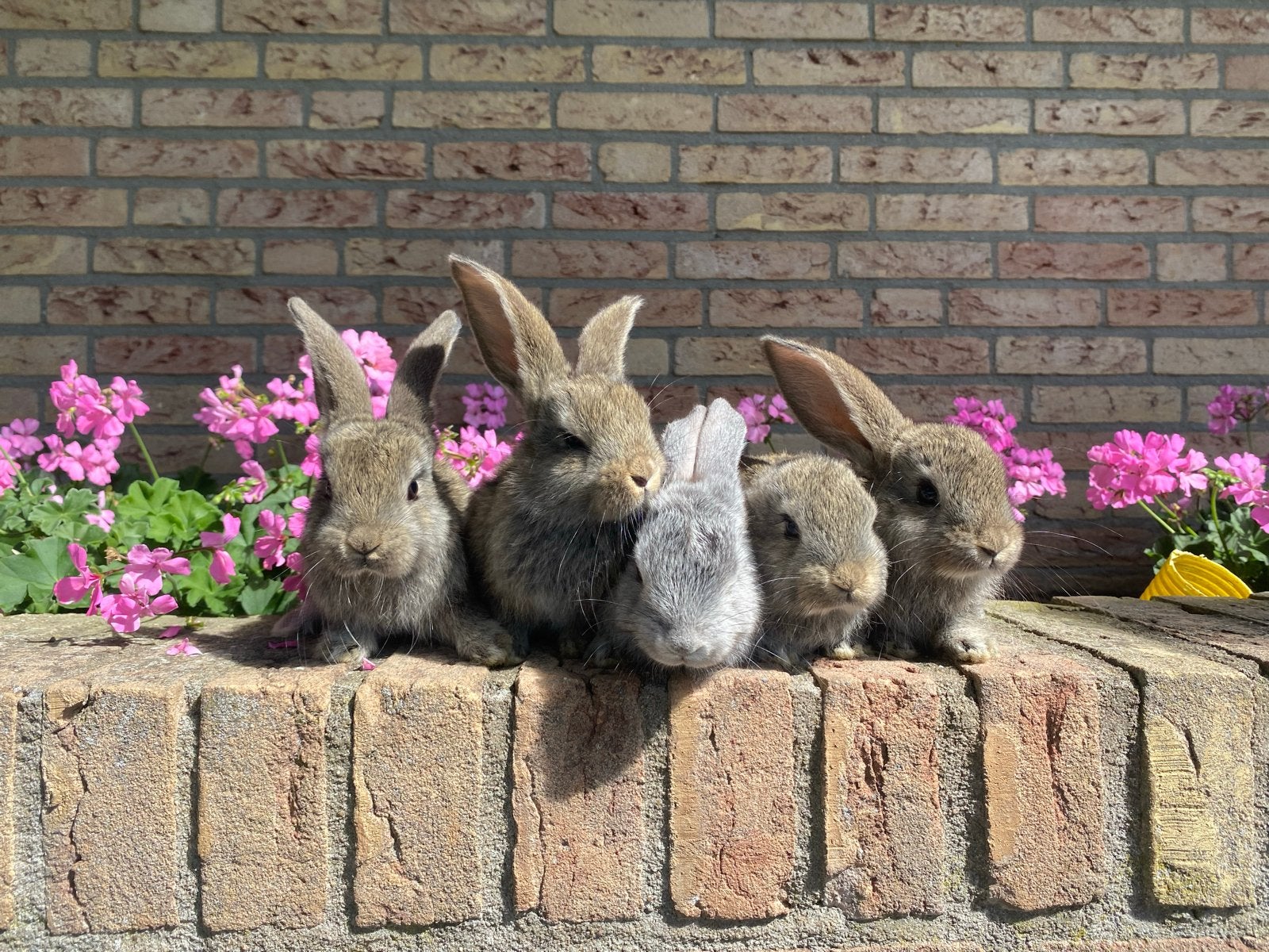 Konijntjes vlaamse reus en franse hangoor, Dieren en Toebehoren, Mei, Meerdere dieren, Overige typen, Tam